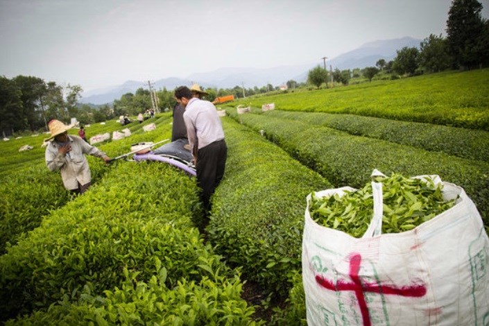 برداشت چین تابستانه برگ سبز چای آغاز شد