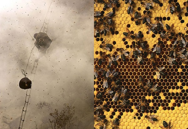 بزرگترین زنبور عسل دنیا