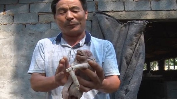 تولد خوکی با دو یدن و هشت پا در چین