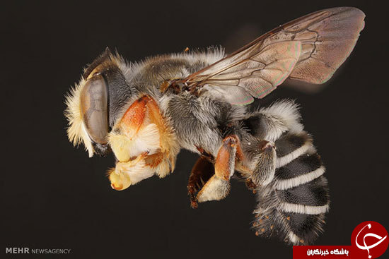 تصاویری از زنبورها با لنز ماکرو‎
