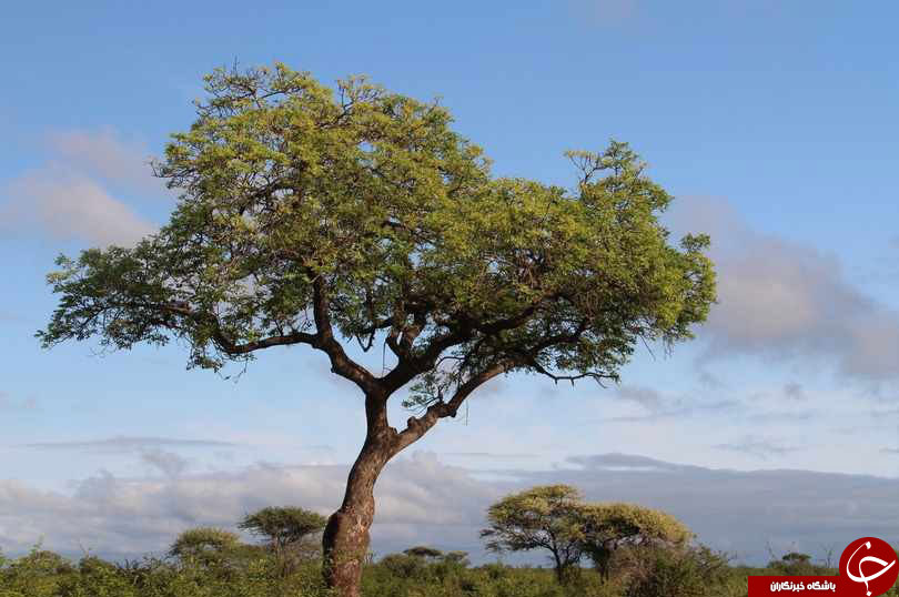درختی عجیب با میوه الکل دار در آفریقا