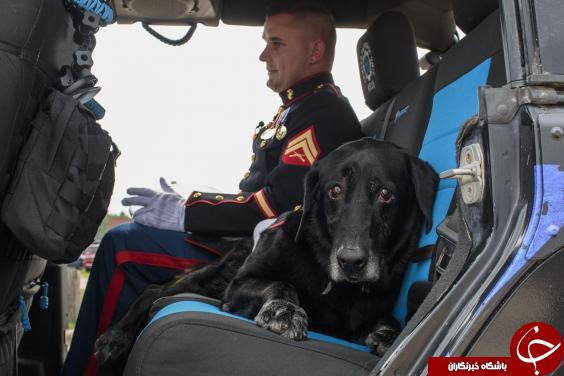 مرگ سگ بمب یاب ارتش آمریکا پس از آنکه 3 دوره در افغانستان خدمت کرد+ تصاویر