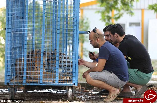سرقت حیوانات سوریه و انتقال به ترکیه +عکس