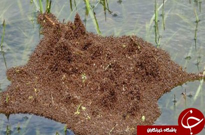 سیل تگزاس مورچه‌ها را هم متحد کرد!+ تصاویر