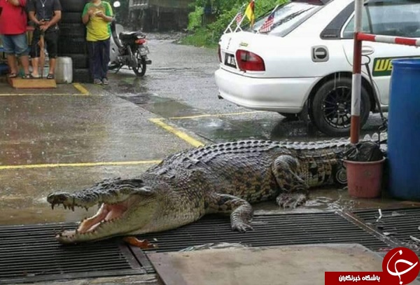 مشاهده تمساح 5 متری با وزن یک تن در خیابان +عکس