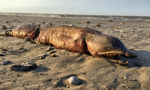 ماهیت حیوان دریائی عجیب آمریکا معلوم شد