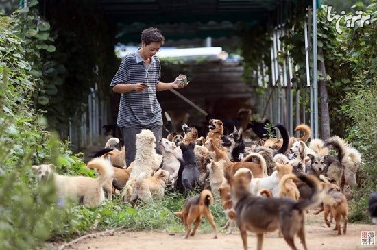مرد چینی ۷۰۰ سگ ولگرد را در ۸ سال نجات داد+تصاویر