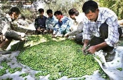 رتبه نخست زنجان در تولید زیتون کشور/جای خالی زیتون طارم در بازارهای جهانی