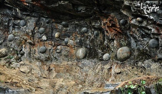 صخره سنگی که هر ۳۰ سال تخم می‌گذارد+تصاویر