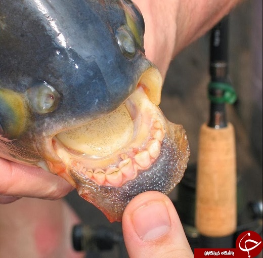 ماهی با دندان های انسان! + عکس