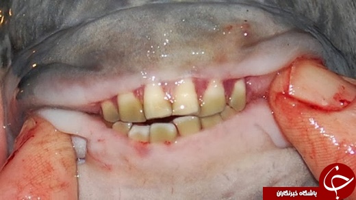 شباهت فوق العاده دندان ماهی آمازونی به انسان +تصاویر