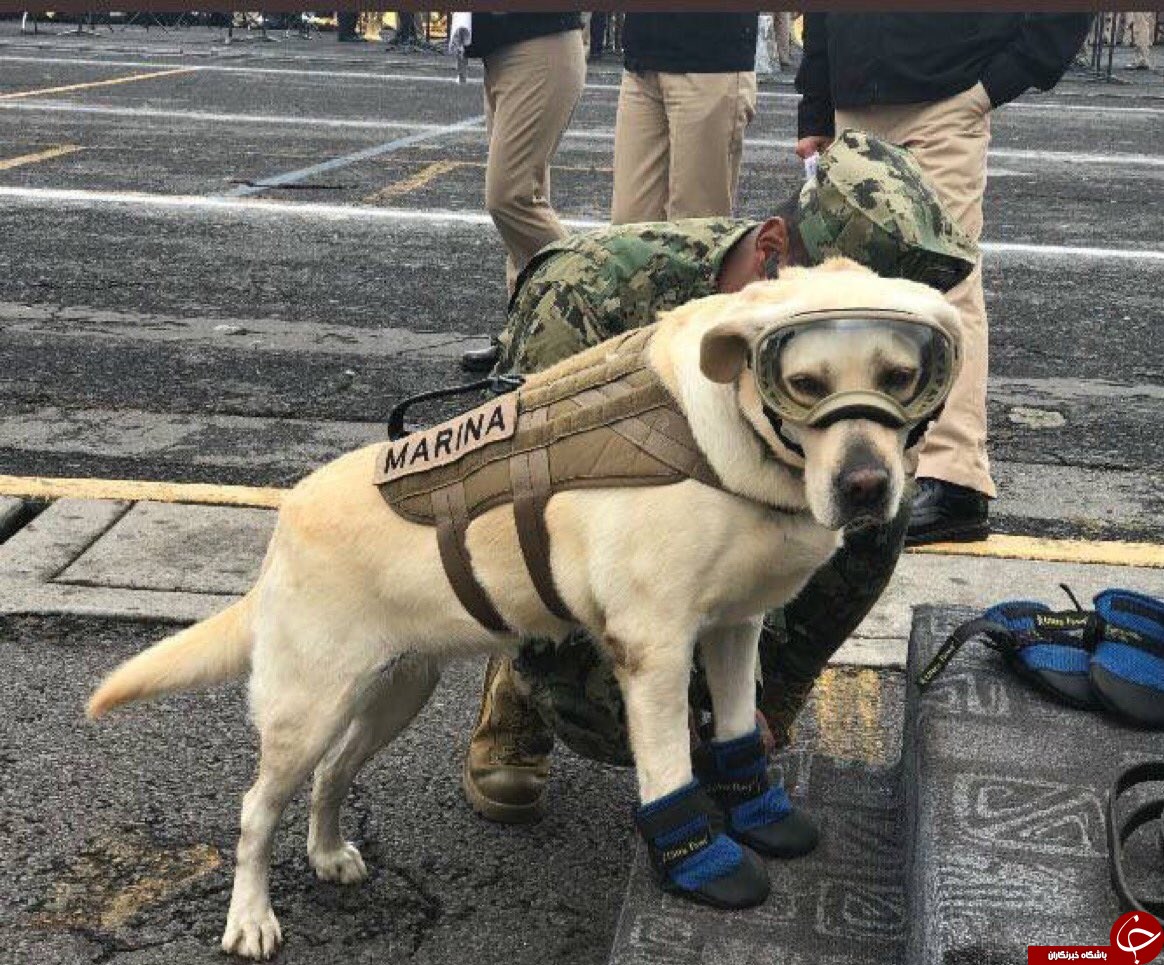 فریدا سگ زنده‌یاب، قهرمان ملی مکزیک+تصاویر