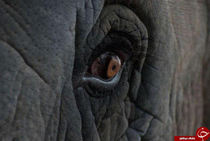 عکس برگزیده نشنال جئوگرافیک از نگاه نافذ یک فیل