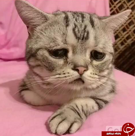 افسرده‌ترین گربه جهان، سوژه پرطرفدار فضای مجازی +تصاویر