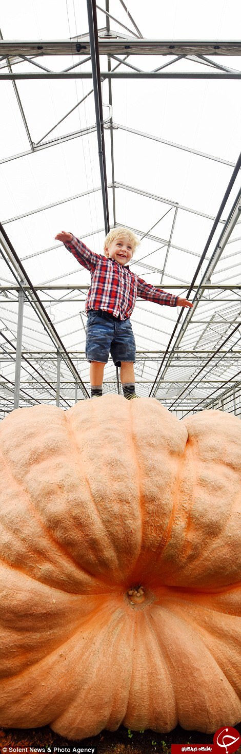 پرورش بزرگترین کدوتنبل با وزن بیش از ۱۰۰۰ کیلوگرم در انگلیس+ تصاویر