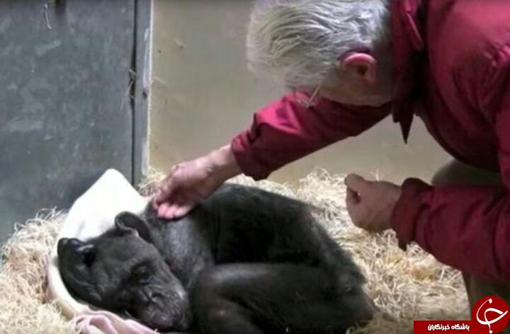 آخرین لحظات تاثربرانگیز زندگی یک شانپانزه + فیلم