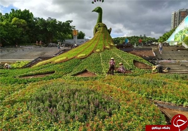 ساخت مجسمه گیاهی طاووس برای جذب گردشگر+تصاویر
