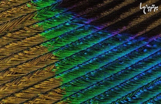 تصاویر ماکروی باورنکردنی از پرهای طاووس