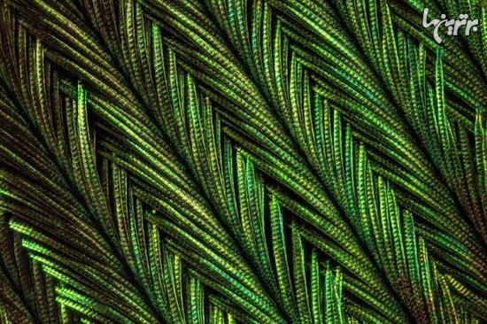 تصاویر ماکروی باورنکردنی از پرهای طاووس