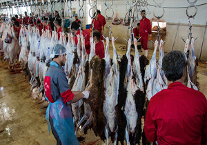 سلامت گوشت های وارداتی تضمین می شود/ احتمال انتقال انگل از گوشت های تازه