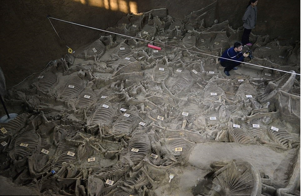 1-کشف مقبره ۲ هزارساله درچین به همراه اسکلت صد‌ها اسب+ تصاویر2-کشف عجیب‌ترین مقبره چینی با اسکلت هزاران حیوان+ تصاویر3- تصاویری باورنکردنی از عجیب ترین مقبره باستانی چنین با صدها اسکلت حیوان
