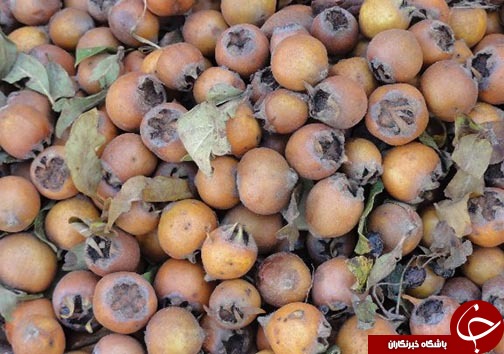 کسب درآمد روستاییان مازندرانی از فرآوری میوه های جنگلی 