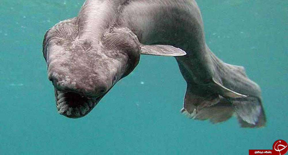 کشف هیولای وحشتناک دریایی با ۳۰۰ دندان+ تصاویر