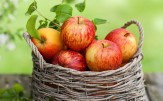 باشگاه خبرنگاران - زخم بازار سیب بر دستان باغداران/ نگرانی باغداران از سیب موجود در سردخانه‌ها بالا گرفت