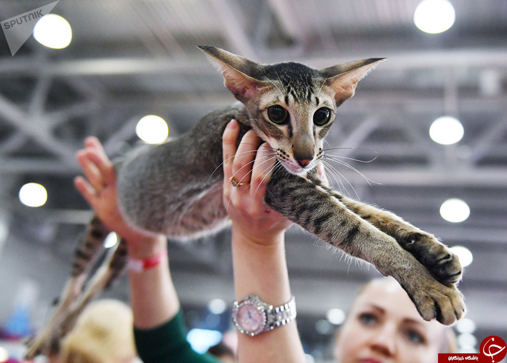 نگاهی به نمایشگاه بین‌المللی گربه‌ها در مسکو+تصاویر