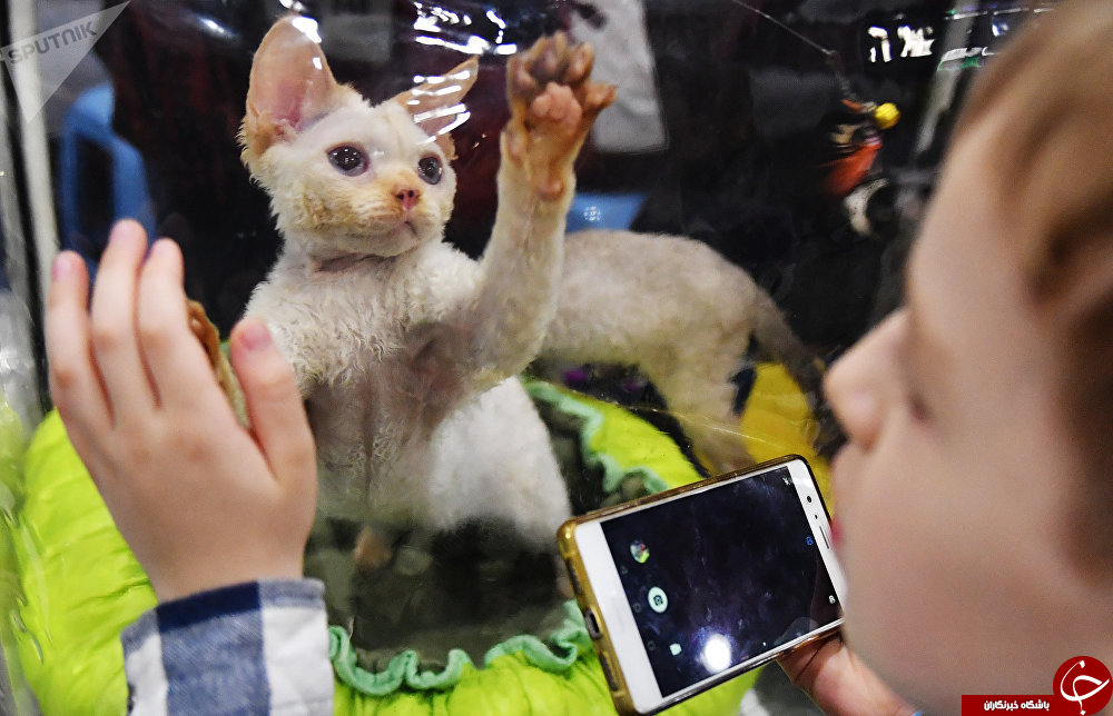 نگاهی به نمایشگاه بین‌المللی گربه‌ها در مسکو+تصاویر