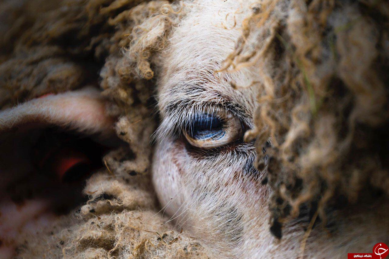 عکس روز نشنال جئوگرافیک از چشم یک گوسفند