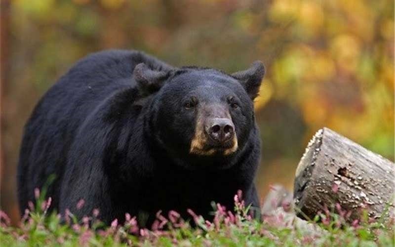 گزارش ///////خرس های آسیایی مانند یوزپلنگ ایرانی در معرض خطر هستند