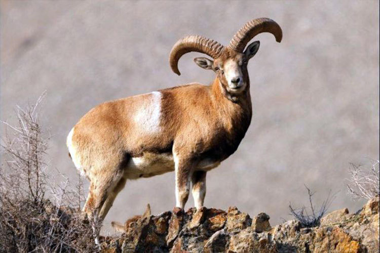 سرشماری 556 راس کل و بز در منطقه شکار ممنوع خرمنه