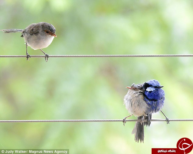 تصاویری جالب از دعوای پرنده‌ها