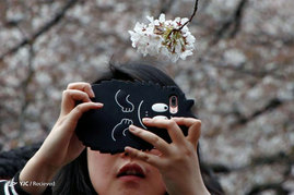 جشنواره شکوفه‌های گیلاس در ژاپن