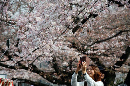 جشنواره شکوفه‌های گیلاس در ژاپن