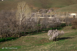 شکوفه های بهاری در همدان‎