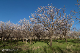 شکوفه های بهاری در همدان‎