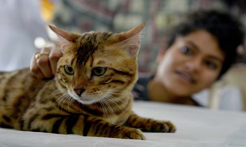 بالصور.. مشاركة ملكات جمال القطط فى المعرض الدولى بالهند