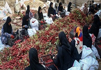 حصاد الشاي الأحمر من حقول مدينة "كارون" بمحافظة خوزستان