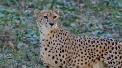 Iran moves to save world’s last Asiatic cheetahs