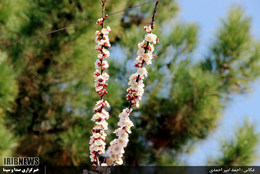 Spring blossoms in Semnan Province