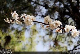 Spring blossoms in Semnan Province