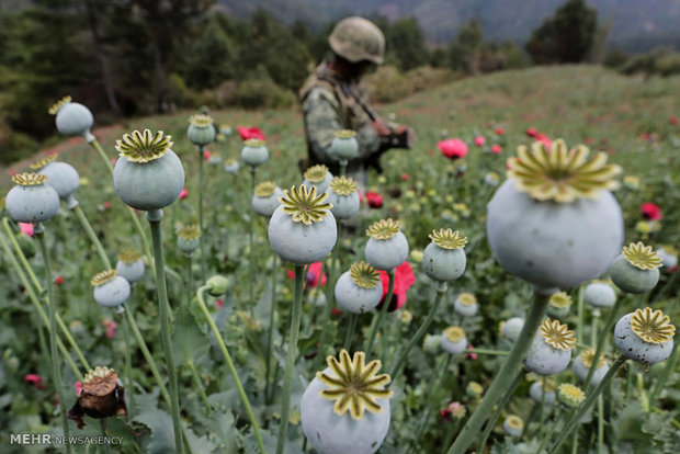 Fighting poppy in Mexico