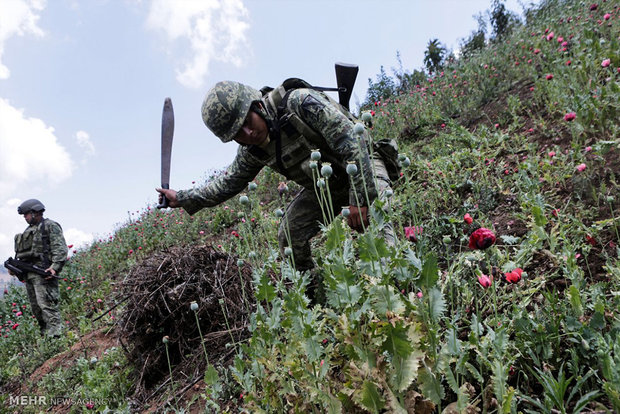 Fighting poppy in Mexico