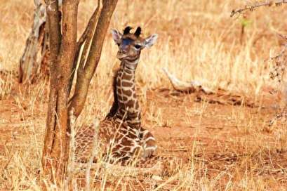 Baby giraffes inherit spot patterns from mom