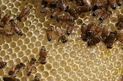 Exposure to pesticides makes bees less social, reduces colony size