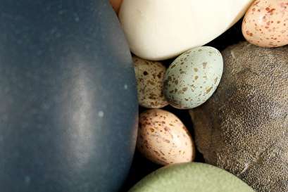 Study: Colored bird eggs come from dinosaurs