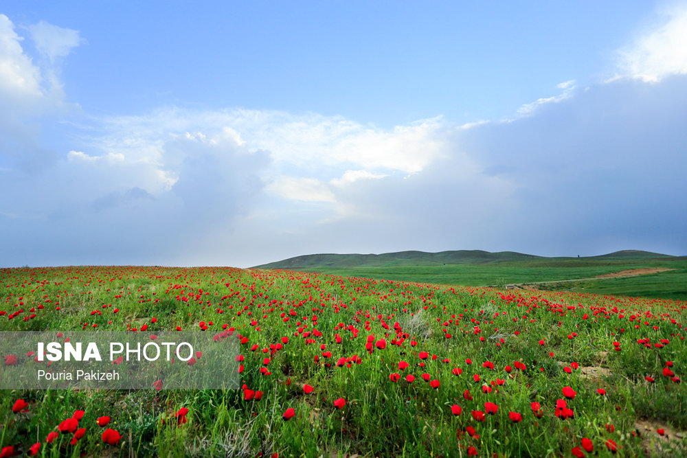 Poppy flower plains, Hamadan