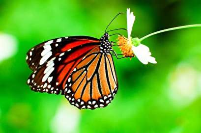 Rising CO2 levels threaten monarch butterflies